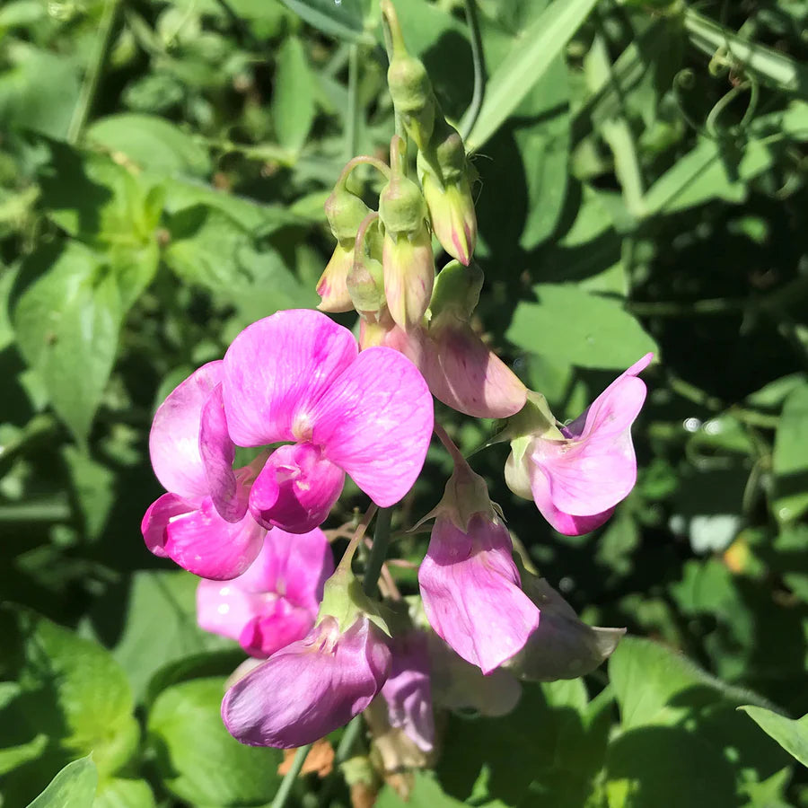 Heirloom Non-GMO Pink Lathyrus Flower Seeds for Fragrant Garden Trellises and Seasonal Planting for planting in home garden